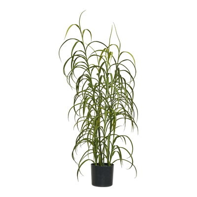 Grass Plant