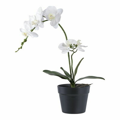 Orchid