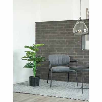 Monstera in room