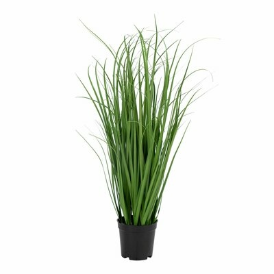 Poa Grass