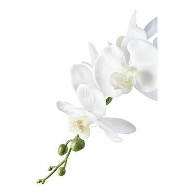 Orchid in room