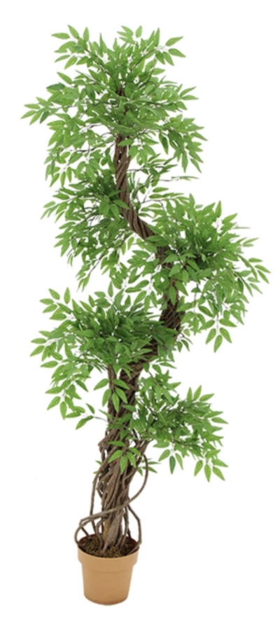 Fruticosa