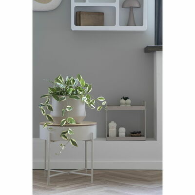 Hoya Carnosa in room
