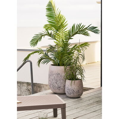 Grass Plant in room