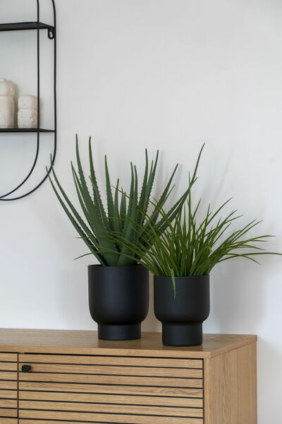 Grass in room