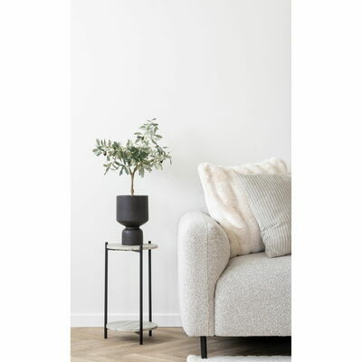 Olive Tree in room